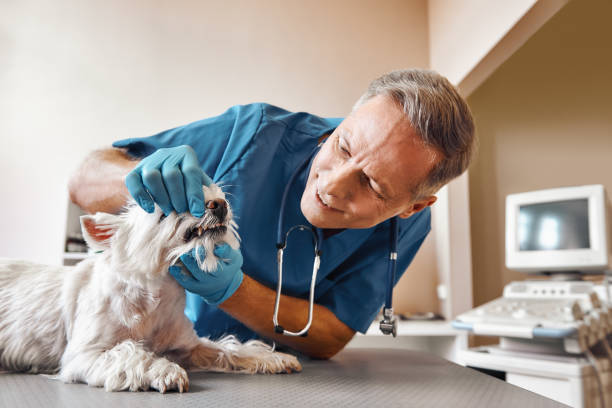 Best Mobile Emergency Dentist in Lakewood Clu, MI